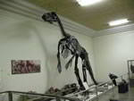 -museum-of-geology