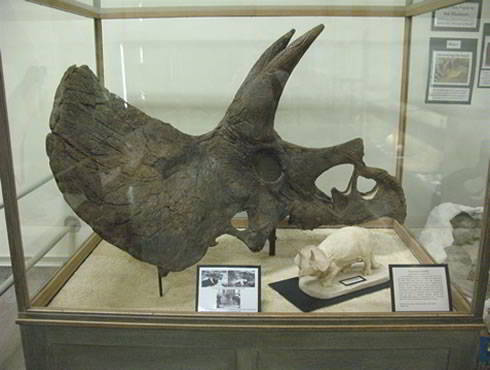 Triceratops horridus Triceratops horridus
