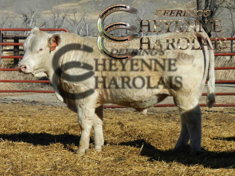Cheyenne Charolais Yearling Bull Sale Cheyenne Charolais Yearling Bull Sale
