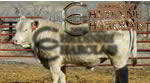 -talkin-bull