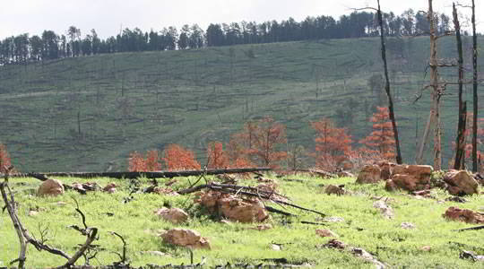 Jasper Fire 15 Years Later Jasper Fire 15 Years Later