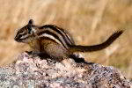 -least-chipmunk