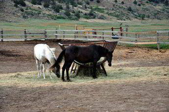 Wild Horse Sanctuary south of Hot Springs, SD Wild Horse Sanctuary south of Hot Springs, SD