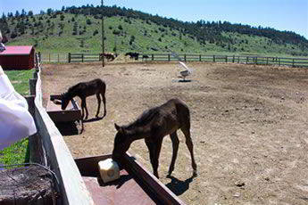 The Black Hills Wild Horse Sanctuary The Black Hills Wild Horse Sanctuary