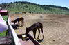 -wild-horse-sanctuary