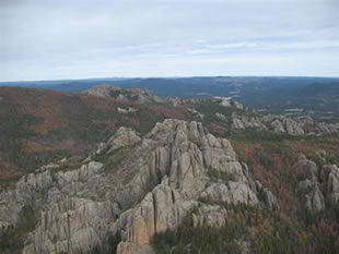 Mountain Pine Beatles Mountain Pine Beatles