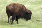 -custer-state-park